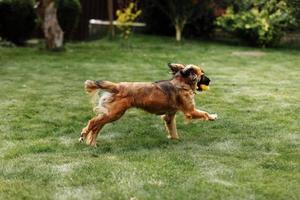 Perro joven juguetón y deportivo que se ejecuta en el campo del parque de verano con el juguete en la boca. orejas largas y divertidas aletean alrededor de la cabeza de un perrito lindo y activo. foto