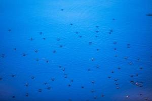 Mosquitoes on the surface of the blue water photo