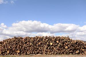 Side view of commercial timber, pine tree logs after clear cut of forest. Uncontrolled deforestation. Selective focus photo