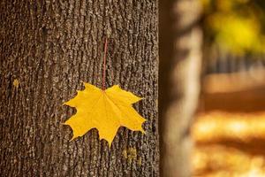 sola hoja de arce amarilla en el tronco de un árbol en otoño con un fondo borroso del parque. la hoja se adhiere a la corteza del árbol en un día soleado. parque cubierto por hojas amarillas foto