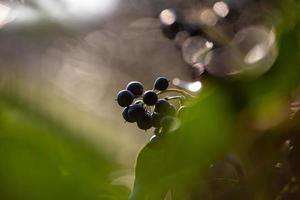 el despertar de la naturaleza en primavera. foto