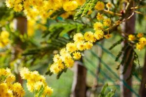 Mimosa tree in a field photo