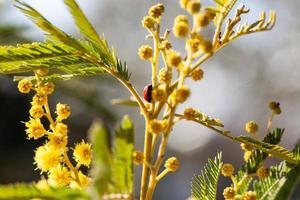 Mimosa tree in a field photo