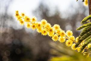 Mimosa tree in a field photo