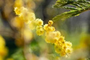 Mimosa tree in a field photo