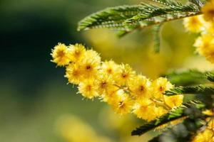 árbol de mimosa en un campo foto