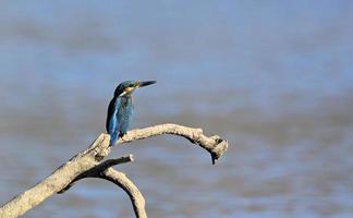 A Kinfisher - Alcedo atthis, Greece photo