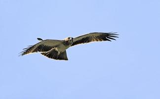 Booted eagle - Aquila pennata, Greece photo