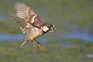 Italian Sparrow - Passer italiae, Crete