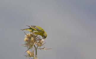 European Greenfinch - Chloris chloris, Greece photo