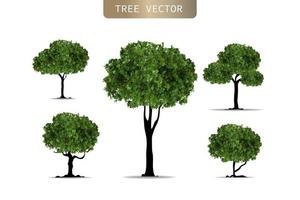 árbol realista sobre fondo blanco. ilustración vectorial eps10. vector