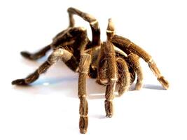 Tarantula spider on a white background photo