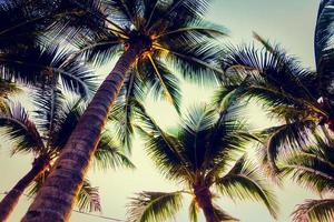 Palm trees at sunset photo