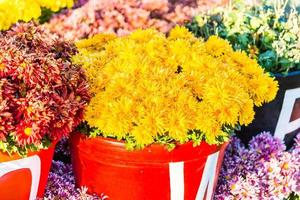 Beautiful flowers, close-up photo