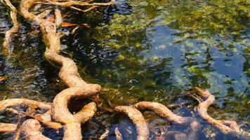 a água do córrego claro flui através da raiz da floresta de mangue
