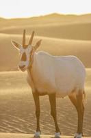 oryx árabe en el desierto