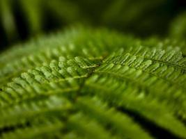 Wild growing ferns in the forest photo