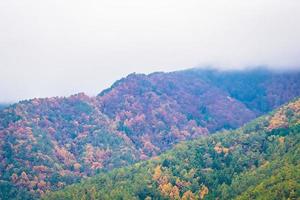 Colorful forest on the mountain photo