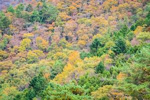 Colorful forest on the mountain photo