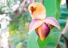 Banana flower with blurred background in daylight photo