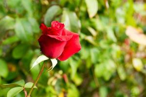 primer plano, de, un, rosa roja foto