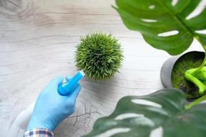 Top view of a person watering a houseplant photo
