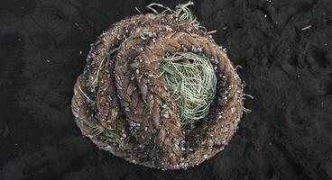 Thick boat rope coiled and abandoned on dark beach sand with mussels stuck together photo