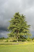 Vertical landscape with green field and tall fir tree with dark cloudy sky photo