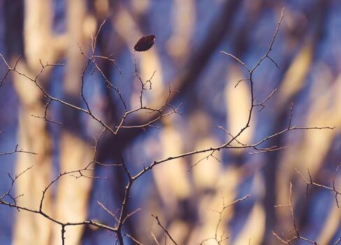 Thin bare branches and a single leaf with blurred trees in the background photo