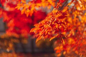 primer plano, de, rojo, y, naranja, hojas, en, un, árbol foto