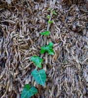 Close-up of green ivy among dry branches photo