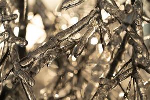 Close-up of icicles on bare tree branches photo