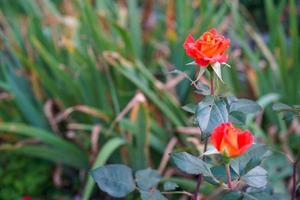 rosas rojas o naranjas con un fondo borroso de hojas y plantas verdes