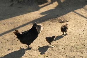 Backlit chickens and chicks on dirt