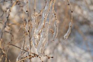 Close-up of icicles on bare tree branches photo