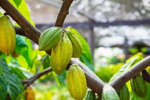 fruta de cacao brillante foto