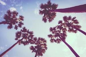 Palm trees on blue sky photo