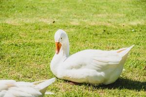 White goose on green field photo