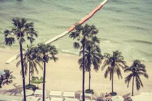 Coconut palm tree photo