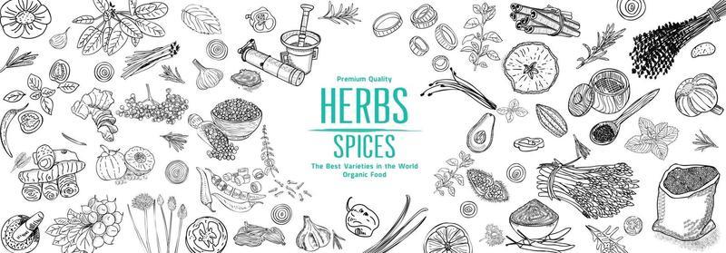 Herbs and Spices. Hand drawn vector illustration set. Top view frame. Engraved design. Spice and herbs black and white design. Card design.