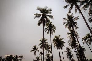 palmera de coco foto