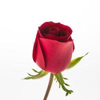 Red rose on white background photo