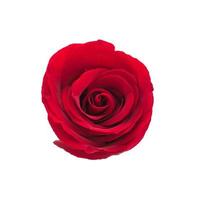 Red rose on white background photo