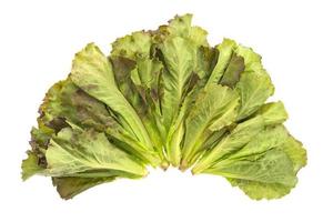 lettuce isolated on white background photo