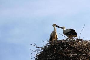 Spring storks family in a nest photo