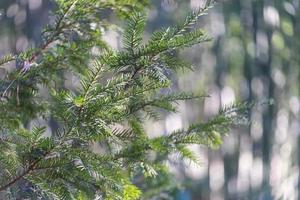 Close-up of fir tree branches with blurred background in daylight