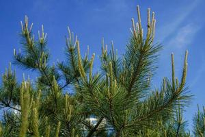 Pine tree branches against a clear blue sky photo