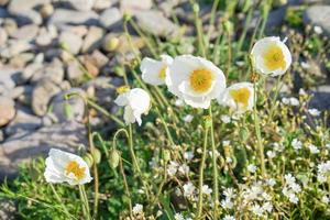 Yellow and white poppies next to rocks photo