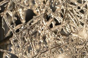 Close-up of icicles on bare tree branches photo