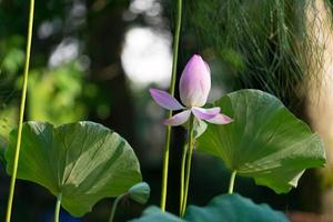 una flor de loto entre hojas grandes y vegetación con un fondo borroso